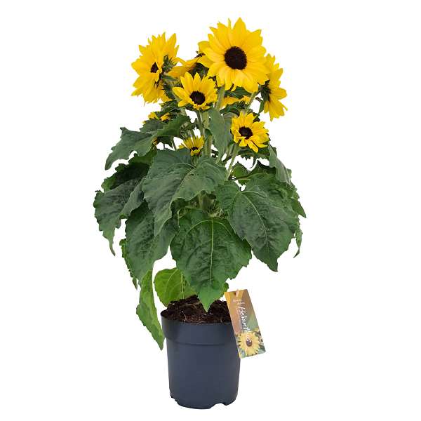 Picture of Helianthus sunfinity yellow dark center