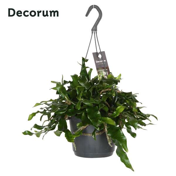 Picture of Microgramma nitida monkeyhill hanging basket