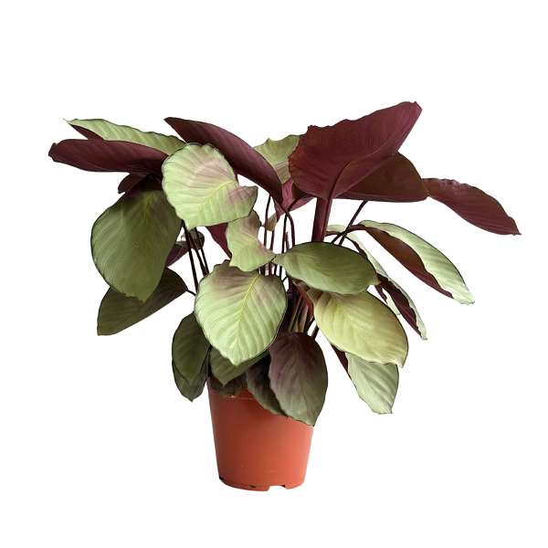 Picture of Calathea roseopicta silver plate
