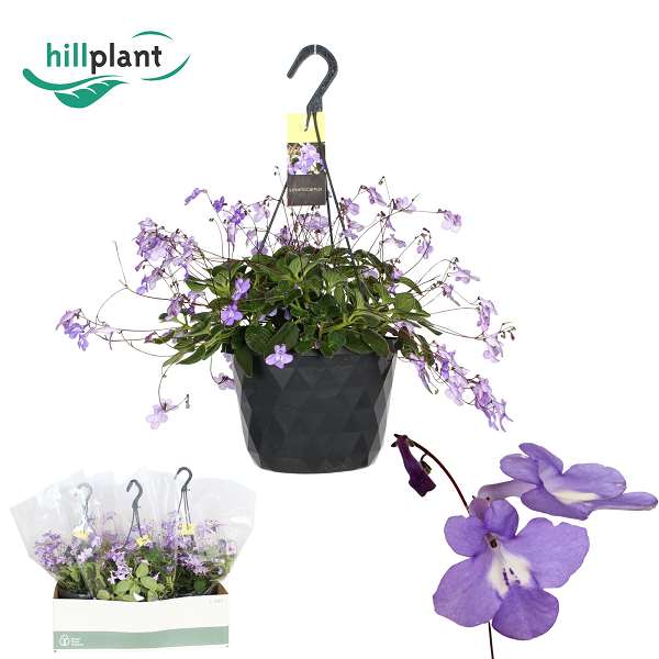 Picture of Streptocarpus saxorum hanging basket