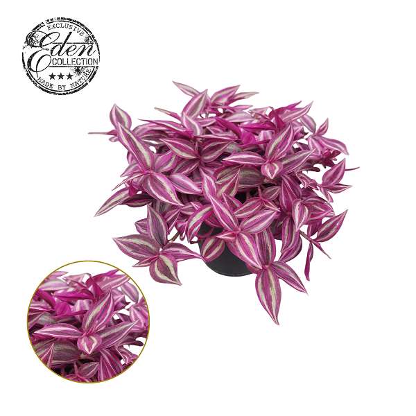 Picture of Tradescantia pink paradise