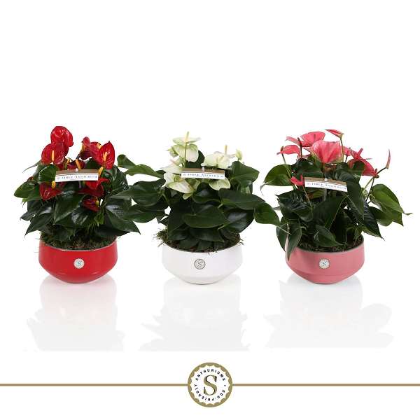 Picture of Anthurium table bowl ceramic