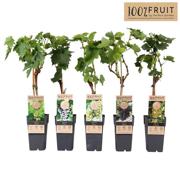 Picture of Vitis mix grafted