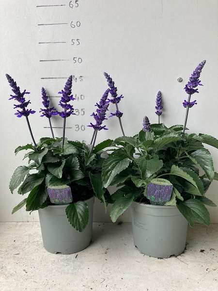 Picture of Salvia mystic spires