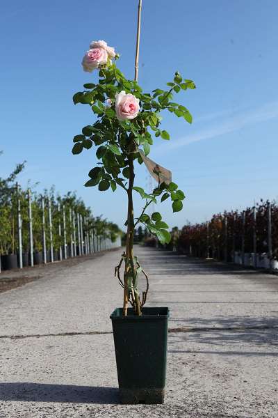 Picture of Rosa giardina