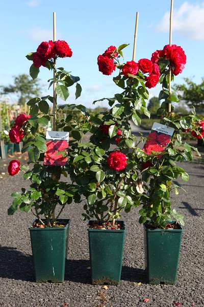 Picture of Rosa florentina