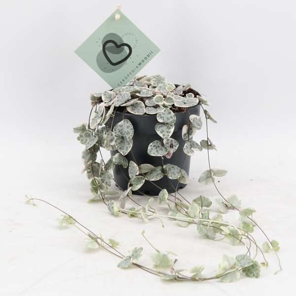 Picture of Ceropegia woodii variegata