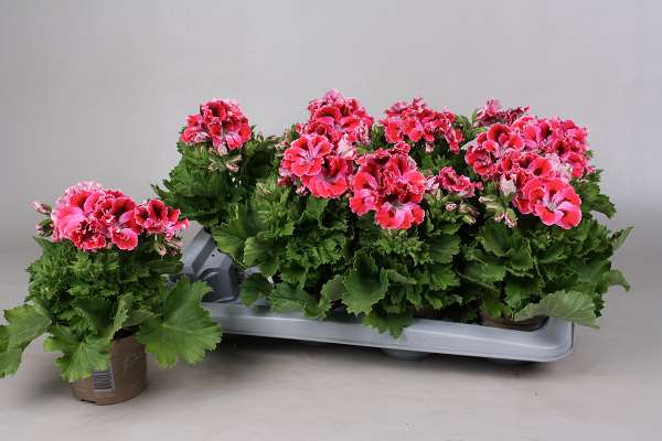 Picture of Pelargonium grandiflorum elegance red