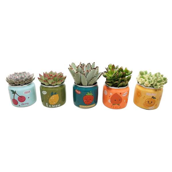 Picture of Succulent mix in fruit ceramic