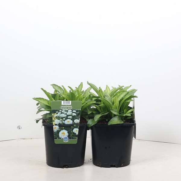 Picture of Leucanthemum x superbum victorian secret