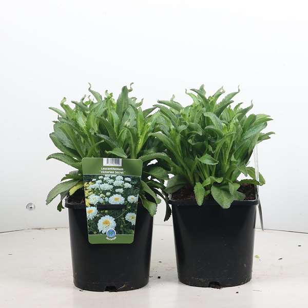 Picture of Leucanthemum x superbum victorian secret
