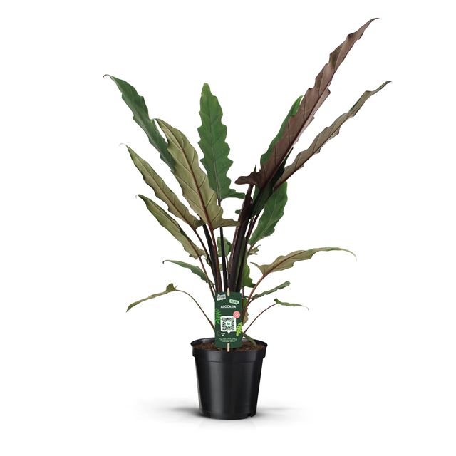 Picture of ALOCASIA LAUTERBACHIANA