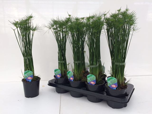 Picture of Cyperus haspan