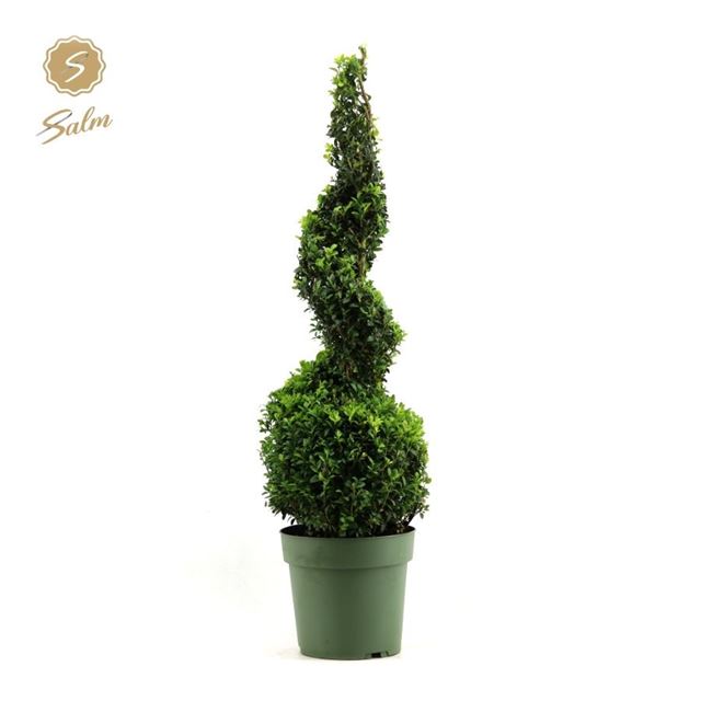 Picture of Buxus sempervirens spiral 070cm