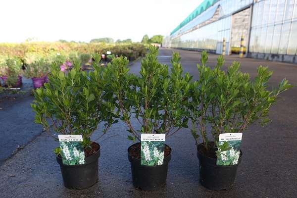 Picture of Clethra alnifolia sixteen candles