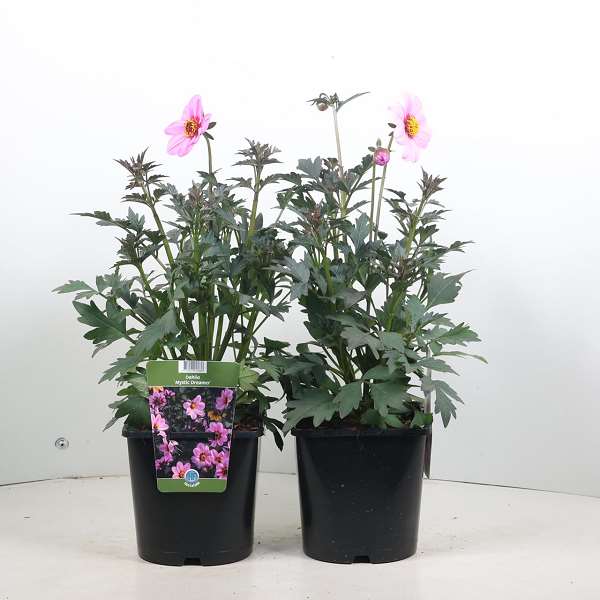 Picture of Dahlia mystic dreamer