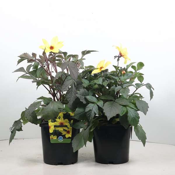 Picture of Dahlia mystic illusion