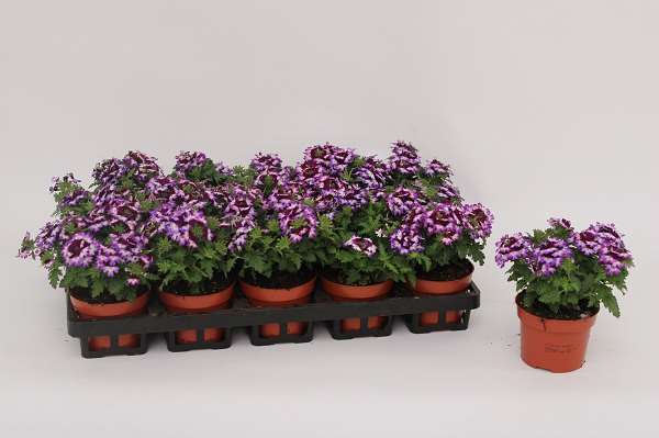 Picture of Verbena lanaï blue twister