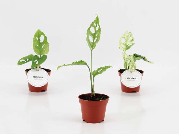 Picture of Monstera mix