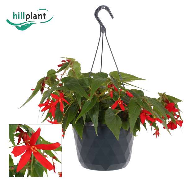 Picture of Begonia boliviensis crackling fire red hanging