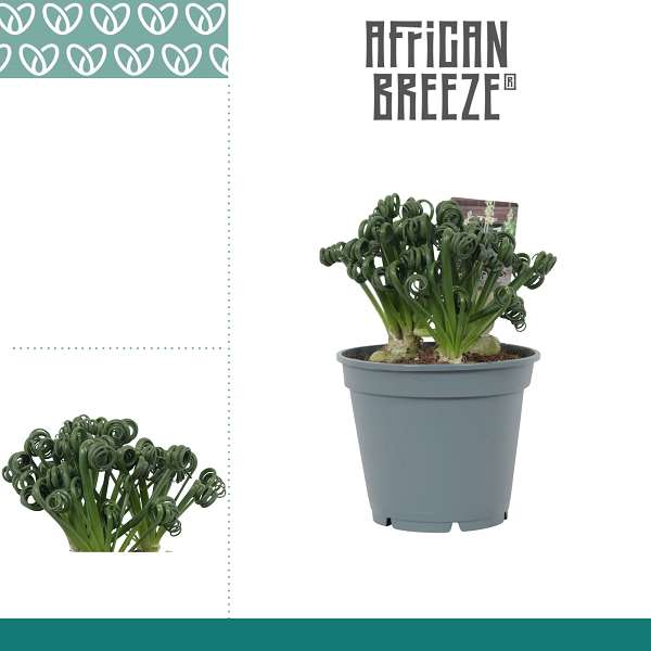 Picture of Albuca spiralis frizzle sizzle