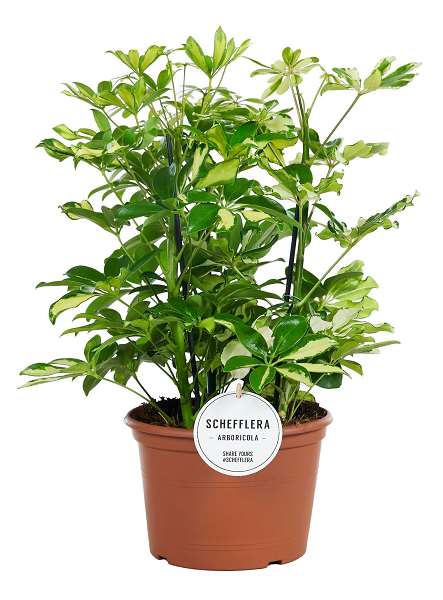 Picture of Schefflera arboricola carnaval bush