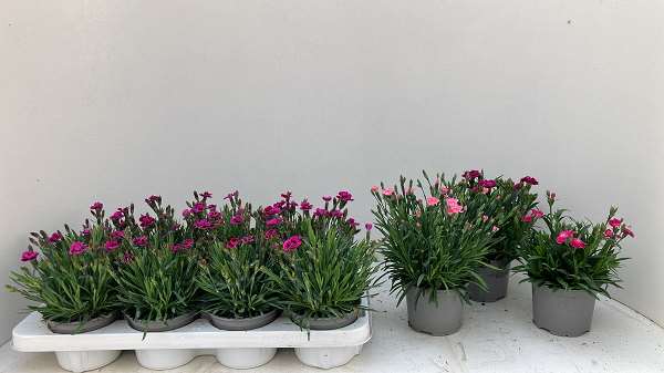 Picture of Dianthus sunflor