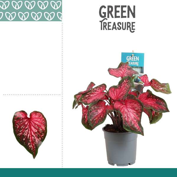 Picture of Caladium scarlet flame