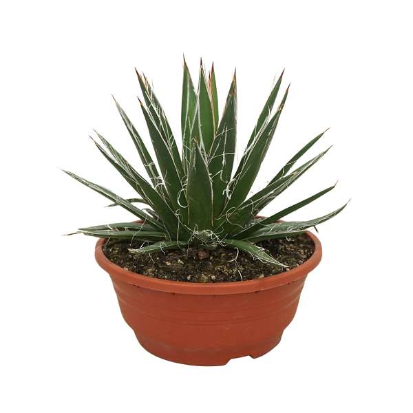 Picture of Agave filifera