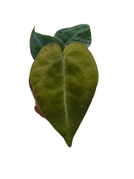 Picture of Anthurium forgetii