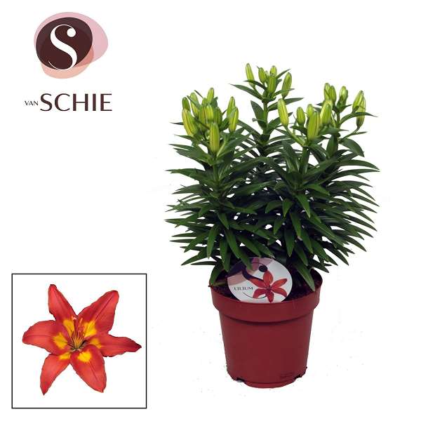 Picture of Lilium asiatic 05pp feng shui