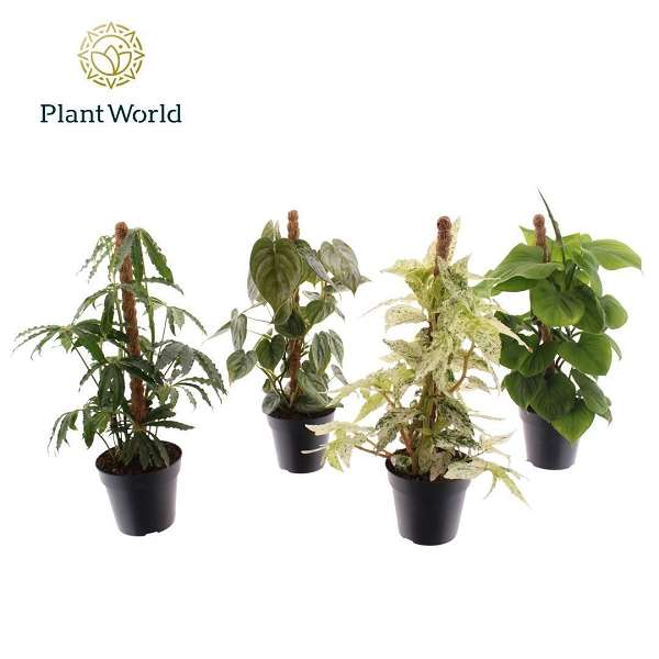 Picture of Foliage botanic mix on mosspole