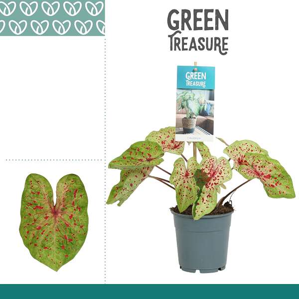 Picture of Caladium miss muffet