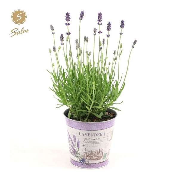 Picture of Lavandula angustifolia felice in zinc