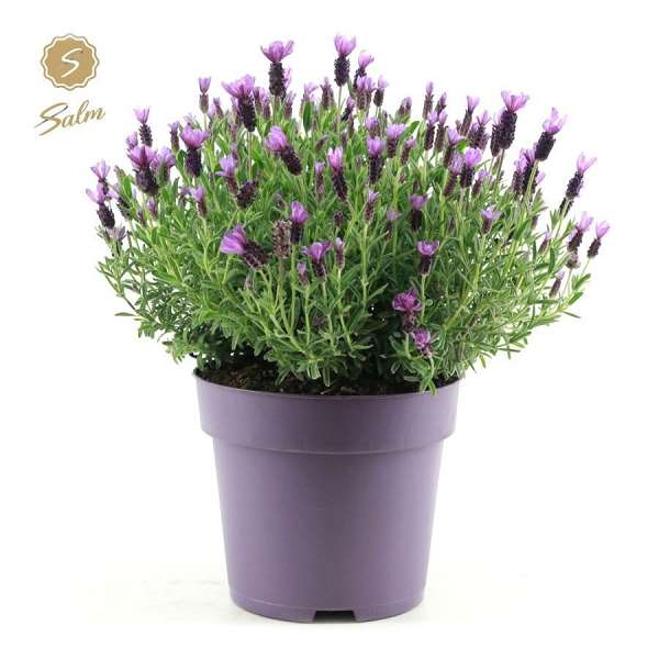 Picture of Lavandula stoechas anouk