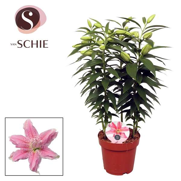 Picture of Lilium roselily 05pp azra