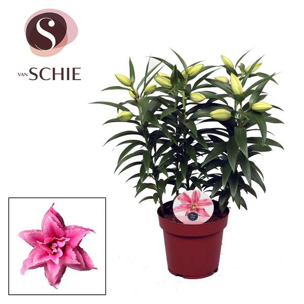 Picture of Lilium roselily 05pp esra
