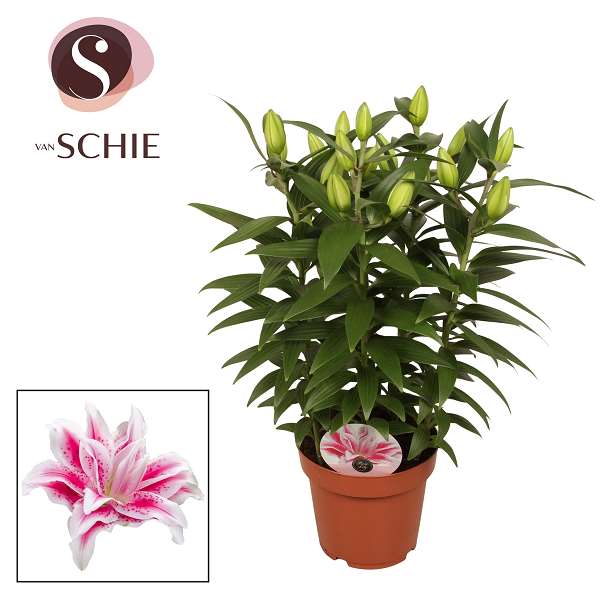 Picture of Lilium roselily nowa