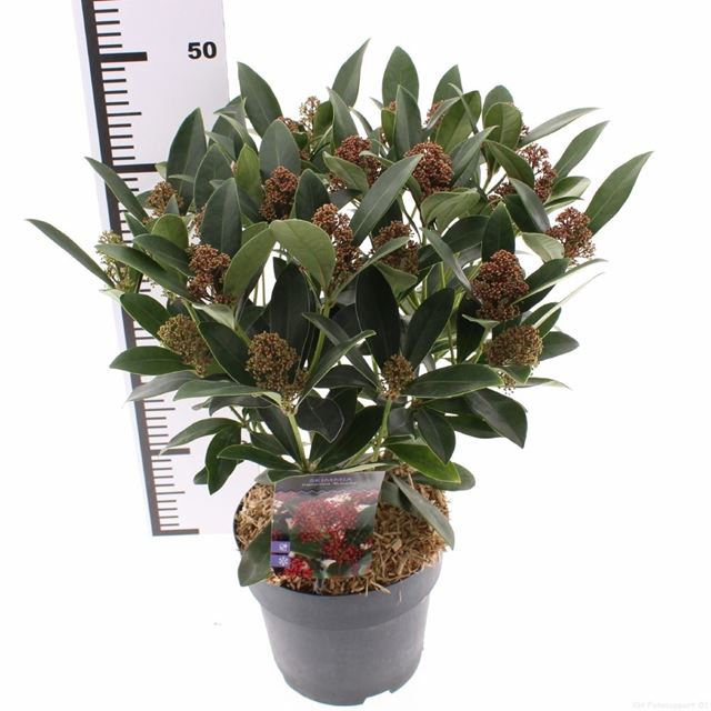 Picture of Skimmia japonica rubella 20+ fl