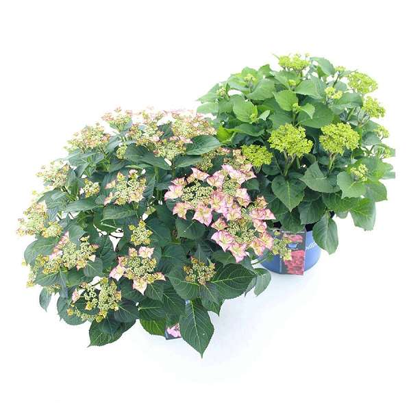 Picture of Hydrangea macr  royalty collection mix