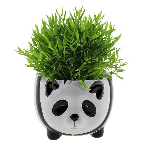 Picture of Bamusa pogonatherum monica in ceramic