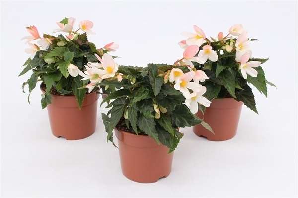 Picture of Begonia waterfall white