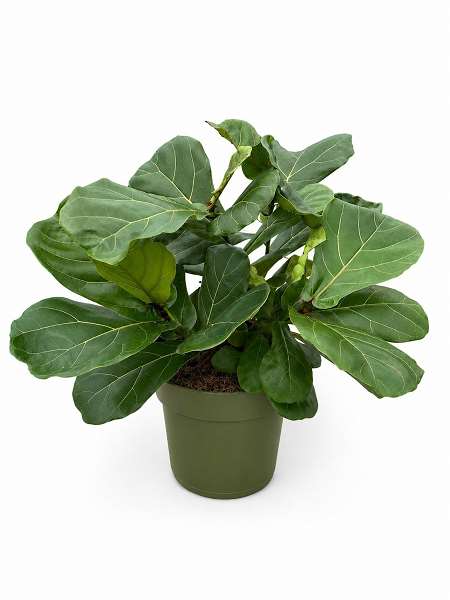 Picture of Ficus lyrata clump