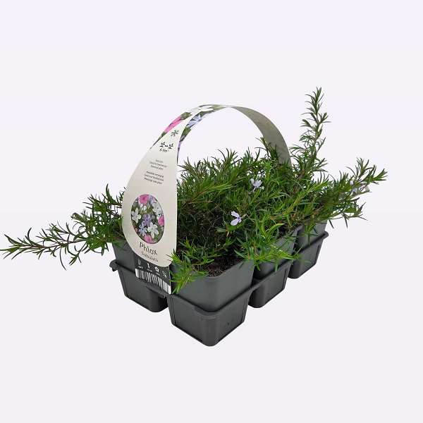 Picture of Phlox subulata 06-pack