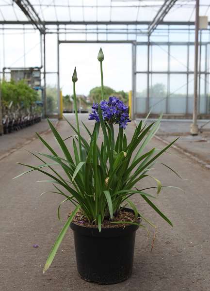 Picture of Agapanthus lady lay