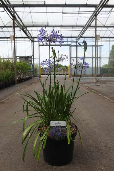 Picture of Agapanthus su casa