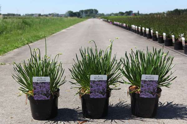 Picture of Allium senescens millenium