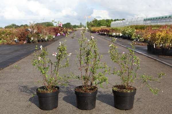 Picture of Philadelphus petite perfume pink