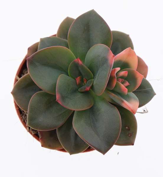 Picture of Echeveria chroma