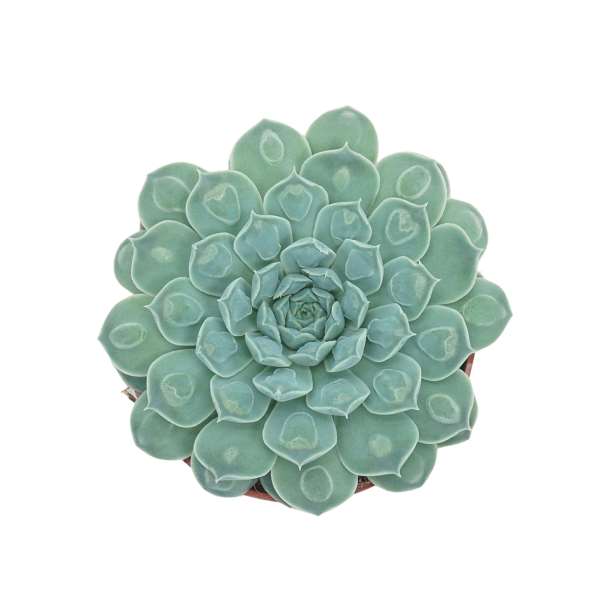 Picture of Echeveria heart signal